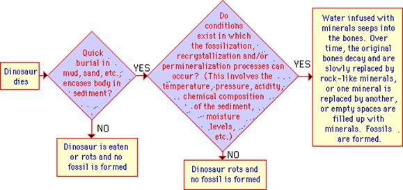 Fossil Formation Flowchart