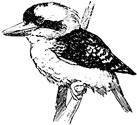 Kookaburra