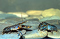 Freshwater Yabby Cherax species Freshwater Crayfish